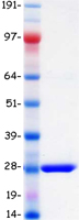 BPIFA1 / SPLUNC1 Protein - Purified recombinant protein BPIFA1 was analyzed by SDS-PAGE gel and Coomassie Blue Staining