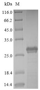 BPIFA2 / SPLUNC2 Protein - (Tris-Glycine gel) Discontinuous SDS-PAGE (reduced) with 5% enrichment gel and 15% separation gel.
