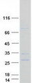 BPIFA3 / SPLUNC3 Protein - Purified recombinant protein BPIFA3 was analyzed by SDS-PAGE gel and Coomassie Blue Staining