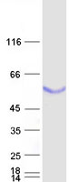 BPIFB1 Protein - Purified recombinant protein BPIFB1 was analyzed by SDS-PAGE gel and Coomassie Blue Staining