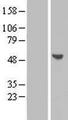 BPIFB2 Protein - Western validation with an anti-DDK antibody * L: Control HEK293 lysate R: Over-expression lysate