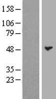 BPIFB3 / C20orf185 Protein - Western validation with an anti-DDK antibody * L: Control HEK293 lysate R: Over-expression lysate