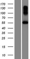 BPIFC / BPIL2 Protein - Western validation with an anti-DDK antibody * L: Control HEK293 lysate R: Over-expression lysate