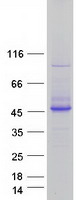 BPNT1 Protein - Purified recombinant protein BPNT1 was analyzed by SDS-PAGE gel and Coomassie Blue Staining
