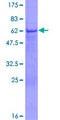 BPOZ / ABTB1 Protein - 12.5% SDS-PAGE of human ABTB1 stained with Coomassie Blue