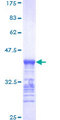 BRAF / B-Raf Protein - 12.5% SDS-PAGE Stained with Coomassie Blue.