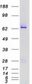 BRAF / B-Raf Protein - Purified recombinant protein BRAF was analyzed by SDS-PAGE gel and Coomassie Blue Staining