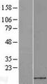 BRAK / CXCL14 Protein - Western validation with an anti-DDK antibody * L: Control HEK293 lysate R: Over-expression lysate