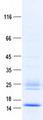 BRAK / CXCL14 Protein