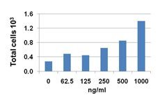 BRAK / CXCL14 Protein - THP-1 cells attracted by human CXCL14.