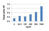 BRAK / CXCL14 Protein - THP-1 cells attracted by human CXCL14.