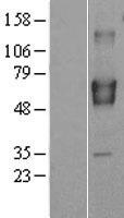 BRAP2 Protein - Western validation with an anti-DDK antibody * L: Control HEK293 lysate R: Over-expression lysate