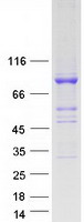 BRAT1 / BAAT1 Protein - Purified recombinant protein BRAT1 was analyzed by SDS-PAGE gel and Coomassie Blue Staining