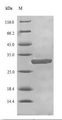 BRCA1 Protein - (Tris-Glycine gel) Discontinuous SDS-PAGE (reduced) with 5% enrichment gel and 15% separation gel.