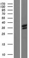 BRCC3 / BRCC36 Protein - Western validation with an anti-DDK antibody * L: Control HEK293 lysate R: Over-expression lysate