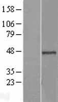 BRCC45 / BRE Protein - Western validation with an anti-DDK antibody * L: Control HEK293 lysate R: Over-expression lysate