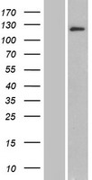 BRD1 Protein - Western validation with an anti-DDK antibody * L: Control HEK293 lysate R: Over-expression lysate