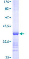 BRD2 / RING3 Protein - 12.5% SDS-PAGE Stained with Coomassie Blue.
