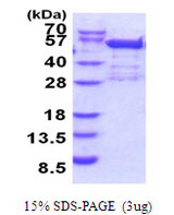 BRD2 / RING3 Protein