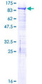 BRD3 Protein - 12.5% SDS-PAGE of human BRD3 stained with Coomassie Blue