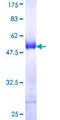 BRD3 Protein - 12.5% SDS-PAGE Stained with Coomassie Blue.