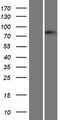 BRD4 Protein - Western validation with an anti-DDK antibody * L: Control HEK293 lysate R: Over-expression lysate