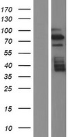 BRD7 Protein - Western validation with an anti-DDK antibody * L: Control HEK293 lysate R: Over-expression lysate