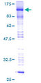 BRD7 Protein - 12.5% SDS-PAGE of human BRD7 stained with Coomassie Blue