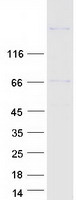 BRD8 Protein - Purified recombinant protein BRD8 was analyzed by SDS-PAGE gel and Coomassie Blue Staining