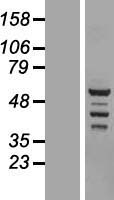 BRD9 Protein - Western validation with an anti-DDK antibody * L: Control HEK293 lysate R: Over-expression lysate