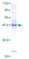 BRF1 Protein - 12.5% SDS-PAGE of human BRF1 stained with Coomassie Blue