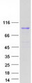 BRF1 Protein - Purified recombinant protein BRF1 was analyzed by SDS-PAGE gel and Coomassie Blue Staining