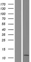 BRI3 Protein - Western validation with an anti-DDK antibody * L: Control HEK293 lysate R: Over-expression lysate