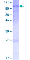 BRINP3 / FAM5C Protein - 12.5% SDS-PAGE of human FAM5C stained with Coomassie Blue