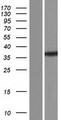 BRMS1 Protein - Western validation with an anti-DDK antibody * L: Control HEK293 lysate R: Over-expression lysate