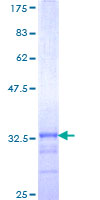 BRN2 / POU3F2 Protein - 12.5% SDS-PAGE Stained with Coomassie Blue.