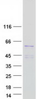 BRN2 / POU3F2 Protein - Purified recombinant protein POU3F2 was analyzed by SDS-PAGE gel and Coomassie Blue Staining