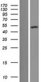 BRN3B / POU4F2 Protein - Western validation with an anti-DDK antibody * L: Control HEK293 lysate R: Over-expression lysate
