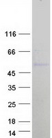 BRN3B / POU4F2 Protein - Purified recombinant protein POU4F2 was analyzed by SDS-PAGE gel and Coomassie Blue Staining