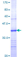 BRS3 Protein - 12.5% SDS-PAGE Stained with Coomassie Blue.