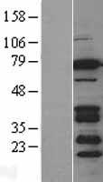 BRSK2 Protein - Western validation with an anti-DDK antibody * L: Control HEK293 lysate R: Over-expression lysate