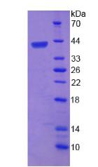 BRUCE / BIRC6 Protein - Recombinant Baculoviral IAP Repeat Containing Protein 6 By SDS-PAGE