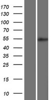 BRUNOL5 / CELF5 Protein - Western validation with an anti-DDK antibody * L: Control HEK293 lysate R: Over-expression lysate