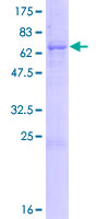 BRUNOL5 / CELF5 Protein - 12.5% SDS-PAGE of human BRUNOL5 stained with Coomassie Blue