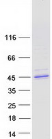 BRUNOL5 / CELF5 Protein - Purified recombinant protein CELF5 was analyzed by SDS-PAGE gel and Coomassie Blue Staining
