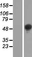 BRUNOL6 / CELF6 Protein - Western validation with an anti-DDK antibody * L: Control HEK293 lysate R: Over-expression lysate