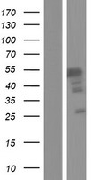 BRUNOL6 / CELF6 Protein - Western validation with an anti-DDK antibody * L: Control HEK293 lysate R: Over-expression lysate