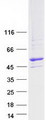 BRUNOL6 / CELF6 Protein - Purified recombinant protein CELF6 was analyzed by SDS-PAGE gel and Coomassie Blue Staining