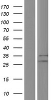 BRX / CHIC1 Protein - Western validation with an anti-DDK antibody * L: Control HEK293 lysate R: Over-expression lysate