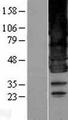 BSCL2 Protein - Western validation with an anti-DDK antibody * L: Control HEK293 lysate R: Over-expression lysate